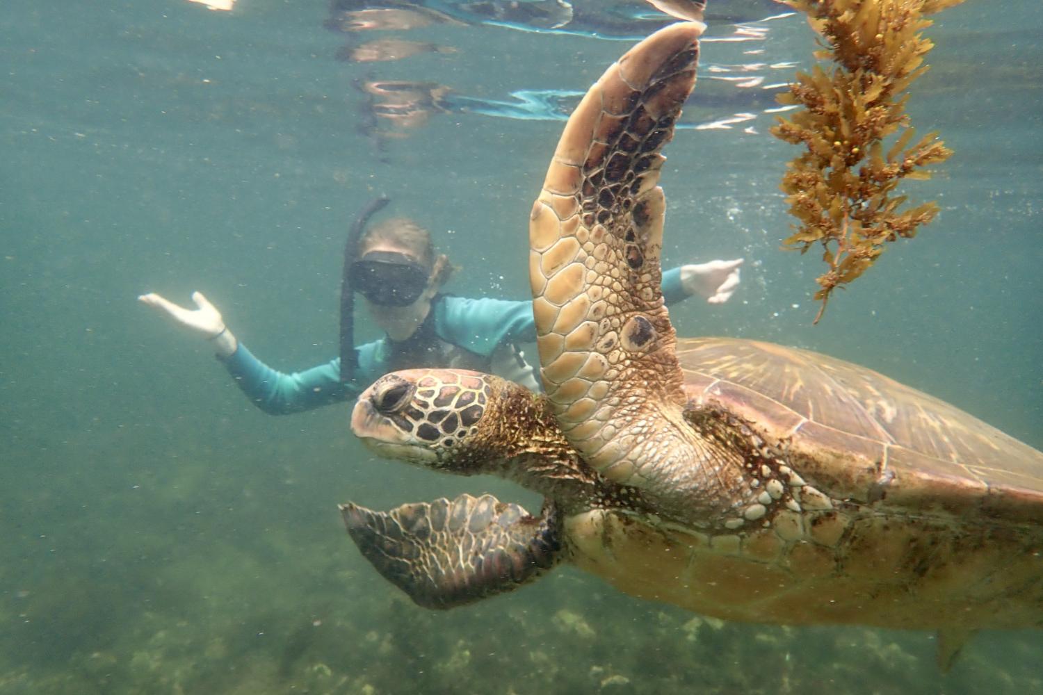 一名<a href='http://smqt.ngskmc-eis.net'>博彩网址大全</a>学生在Galápagos群岛游学途中与一只巨龟游泳.